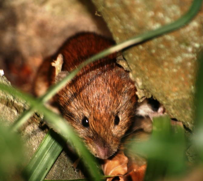 Arvicola rossastra - Foresta Umbra